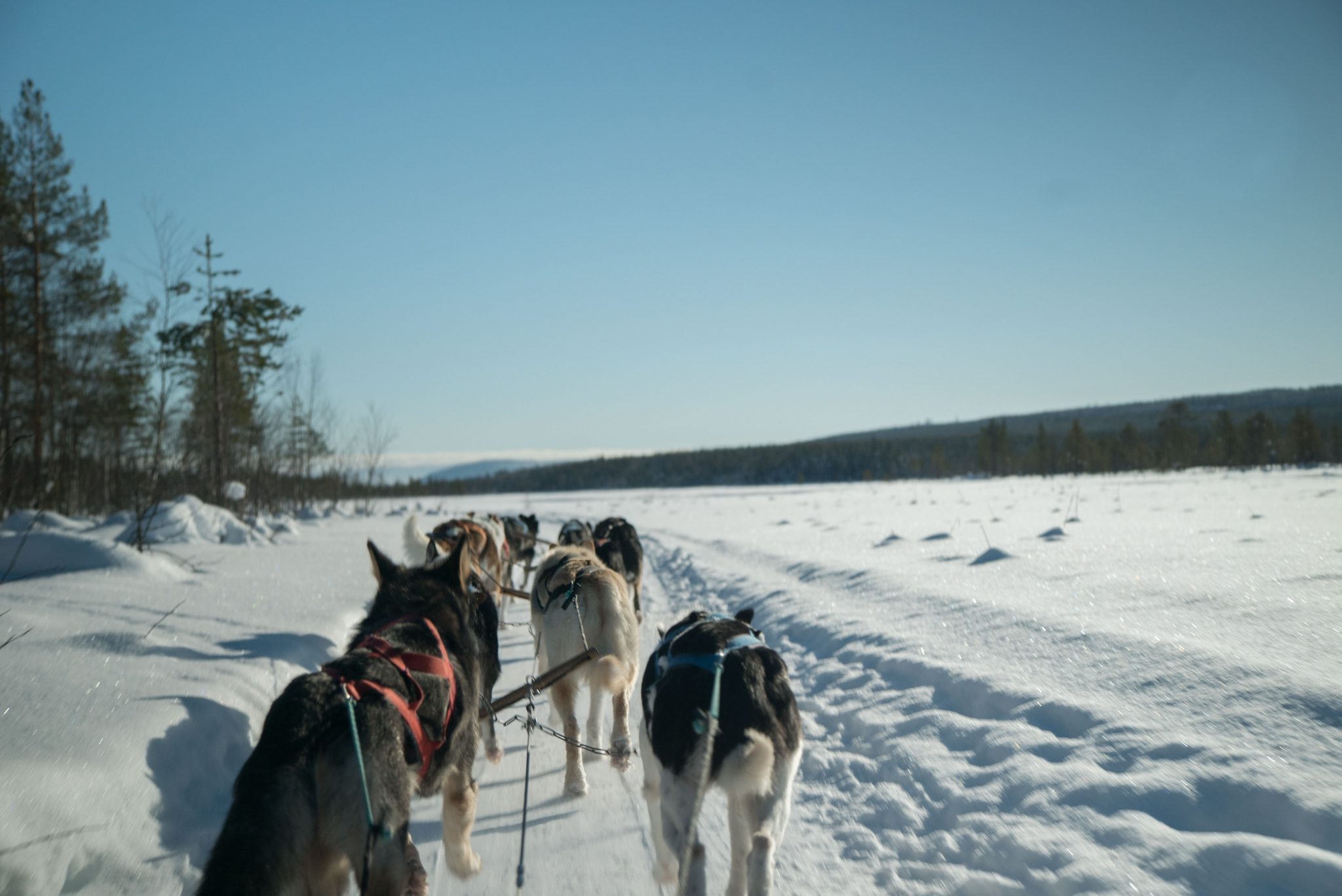 husky tour bergen